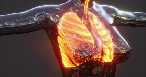 Detailed Anatomy Illustration of Human Lungs Highlighting Respiratory Function