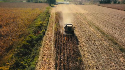 Corn Harvesting - 4K