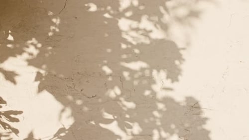 Transparent Soft Light and Shadows From Branches Plant Foliage and Leaves Sun and Shadows Gray