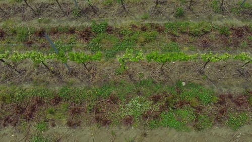 Top View of Grape Plants Grow in Fields of Farm Irrl