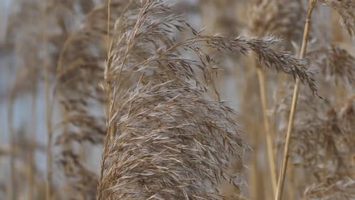 Dry long cane grass gently moves in the wind