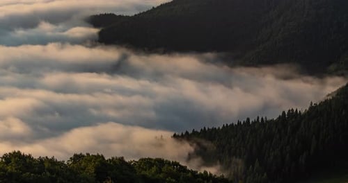 Misty Forest and Rolling Foggy Clouds at Sunrise