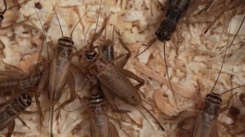 Crickets 42