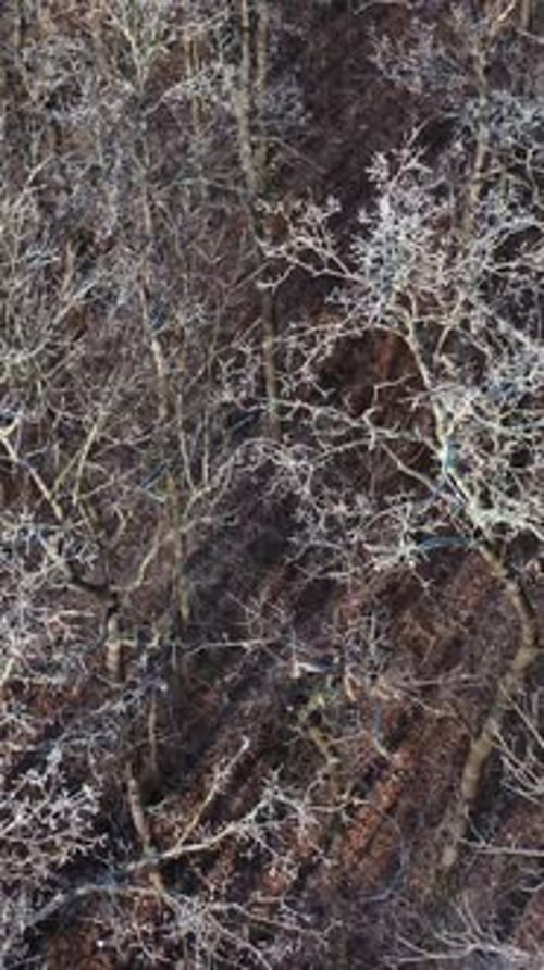 Aerial view of the winter forest. Beautiful view on trees without leaves covered with snow