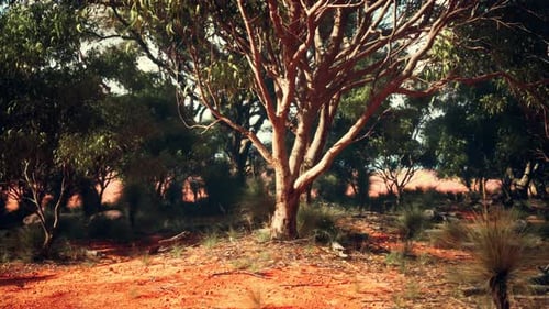 A Solitary Tree Standing Tall in an Open Field