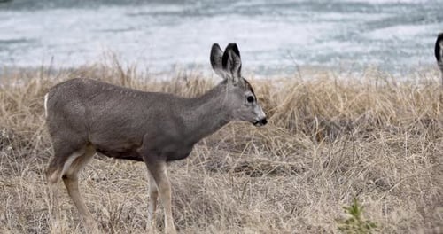 Mule deer in Jasper Nationalpark / Canada. Wildlife of the Canadian Rocky Mountains.