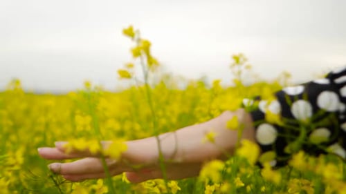 Gentle female hand moving over canola rapeseed field of yellow