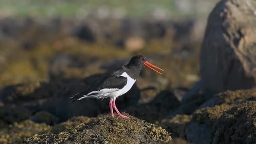 Ostrero en la costa rocosa, canto de aves costeras y búsqueda de comida