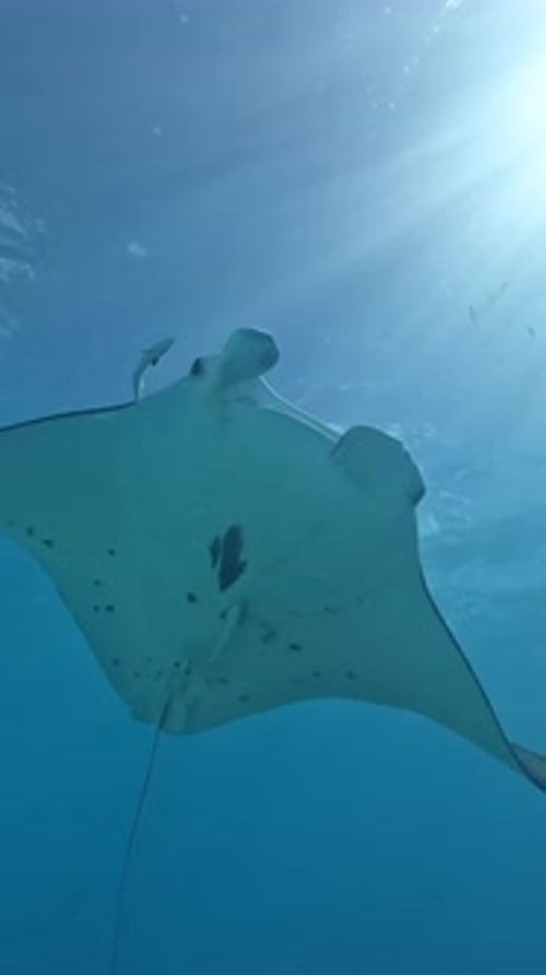 Majestic Manta Ray Gliding Over Coral Reef