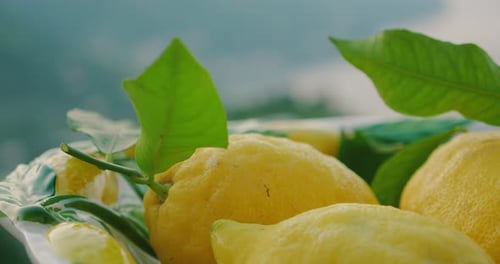 A close-up of lemons with green leaves on a sunny balcony with blurred coast sea in the backdrop.