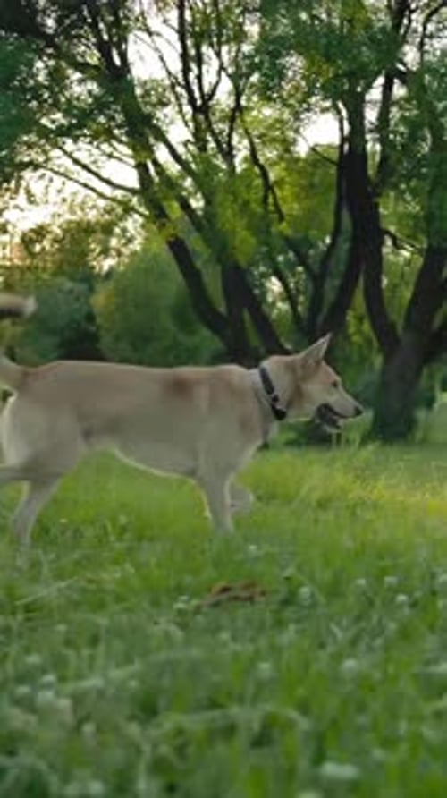 Woman and Dog Playing Fetch in Park