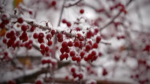 Snow Covered Red Berries in Winter Landscape