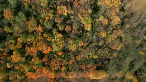 Incredible Colourful Drone View of Forest and River at Autumn Over Colorful Fall Trees Aerial Top