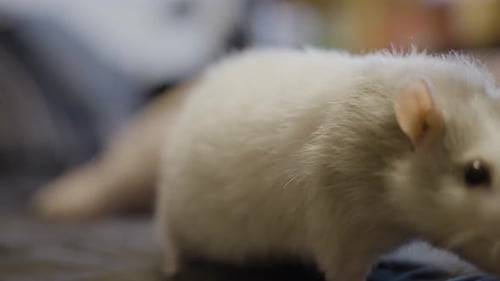 White Rat Sitting on Bed in Close Up