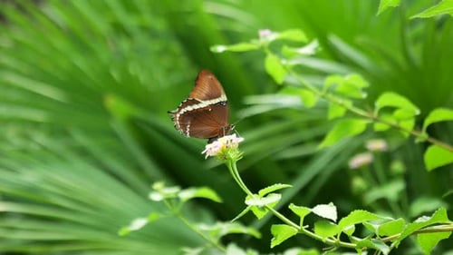 Beautifully patterned butterfly takes the nectar from a flower and flies away. Shot in slow motion a