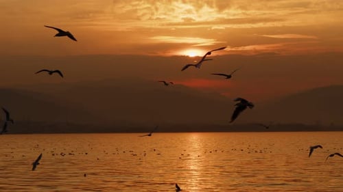 Seagulls Flying Over Glistening Ocean During Golden Hour