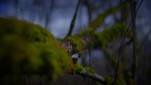 Closeup of a Mosscovered Twig on a Tree Branch in a Natural Landscape