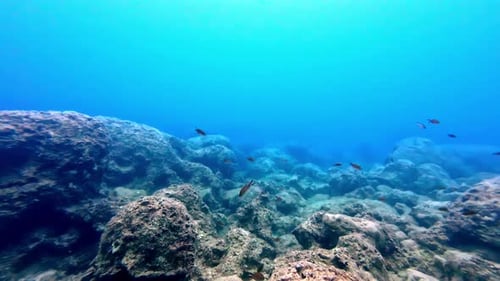 School Of Small Fishes Near Coral Reef - Underwater Shot