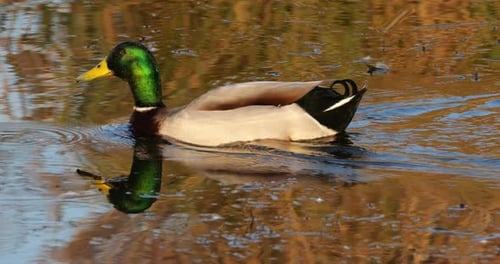 Mallard male , Anas platyrhynchos, swimming , the Camargue, Southern France