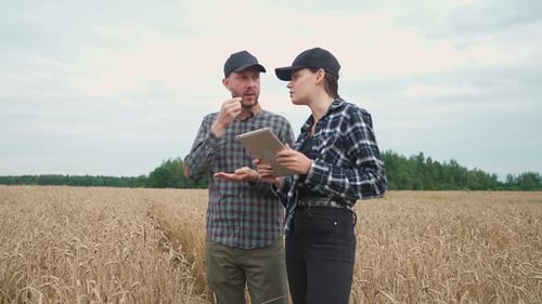 Agriculture Farmers Walk on the Field of Rye Environmentalists Investigate Crop Growth Communication