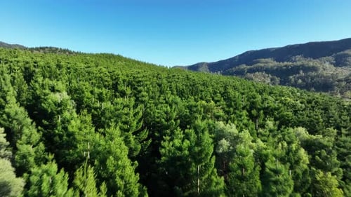 Aerial View of a Green Forest in Daytime