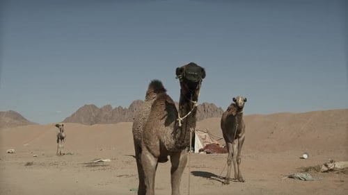 Camels Moving Under A Bright Blue Sky Uhd