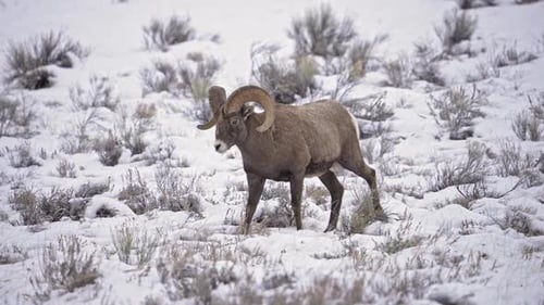 Bighorn Sheep walking through the snow in Wyoming