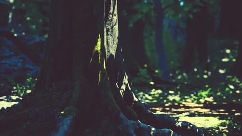 Tree Roots and Sunshine in a Green Forest