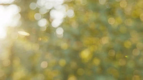 Verschwommener Hintergrund im Sommergarten mit Bäumen und Pflanzen, natürliche Unschärfe, unscharfe Linse
