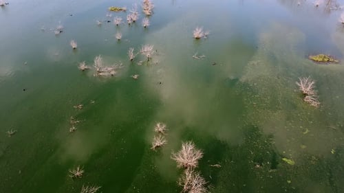 Vue aérienne de la plante sèche au bassin d'eau avec reflet
