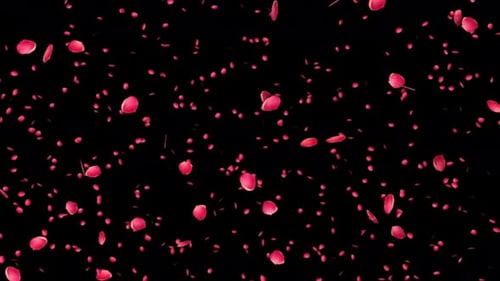 rose petal flying on black background. red rose petal are flying air on alpha channel background. ro