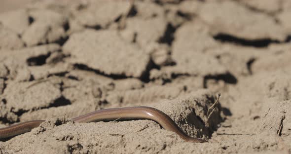Legless Lizard Moving Across Sandy Desert Surface, Nature Stock Footage ...