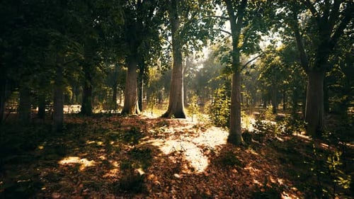 Misty Beech Forest on the Mountain Slope in a Nature Reserve
