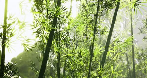 Lush Green Bamboo Forest Bathed in Gentle Sunlight on a Tranquil Day