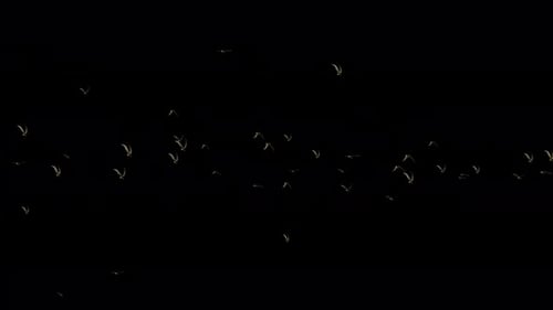 3d realistic birds flying