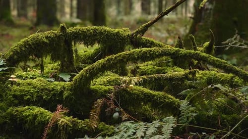 Moosbeladene abgefallene Äste im ruhigen Wald