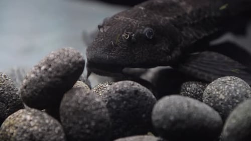 Petit mangeur d'algues Pterygoplichthys gibbiceps sur une pierre de lave ronde grise. Se reposer et nager au
