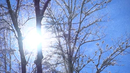 Snow Fall Winter Wonderland in Forest Landscape Scenery