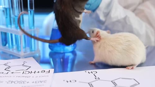 Laboratory Rats on Table with Scientific Chemical Formulas