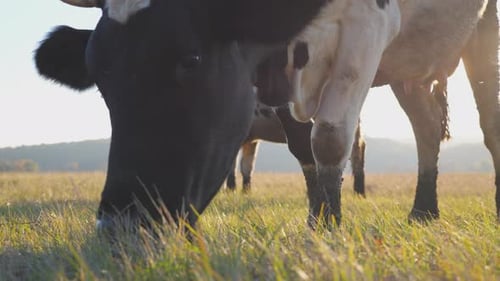 Cow Eating Fresh Green Grass at Lawn Cattle Grazing on Pasture Beautiful Landscape of Countryside