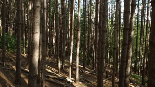 Drohne fliegt am Frühlings- und Sommertag langsam durch Baumstämme im Wald