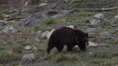 cinnamon bear walking through rocky forest area tracking along with bear