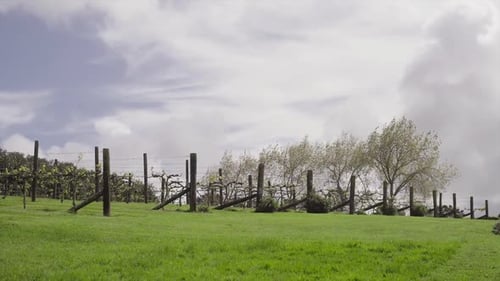 vue panoramique de la cave à raisins