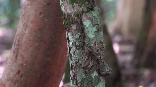 Boa Constrictor Hunting Through Foliage