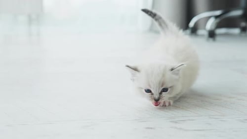 Adorable Kitten Walking Toward the Camera