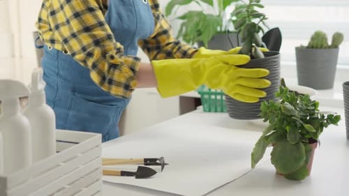 With the Arrival of Spring the Gardener Transplants the Plants Starting a New Growth Season He