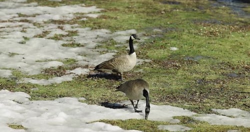 Two Canadian geese walking across the half snow covered green grass beside the waters edge on a spri