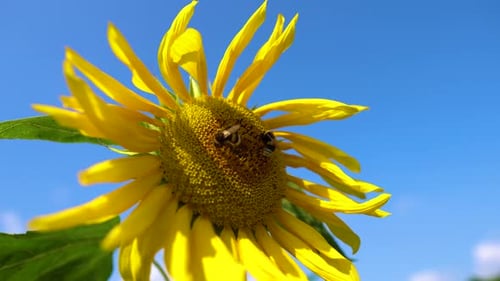 Bumble bee flies onto a sunflower. Close up of honey bees, pollinating yellow sunflowers in the fiel
