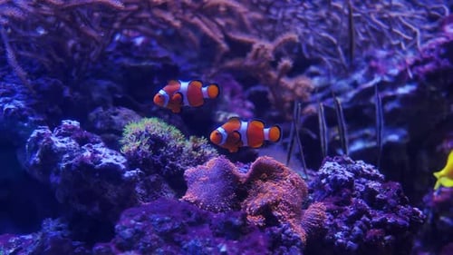 Zwei Clownfische schwimmen im schönen Aquarium mit Korallen und gelben Fischen