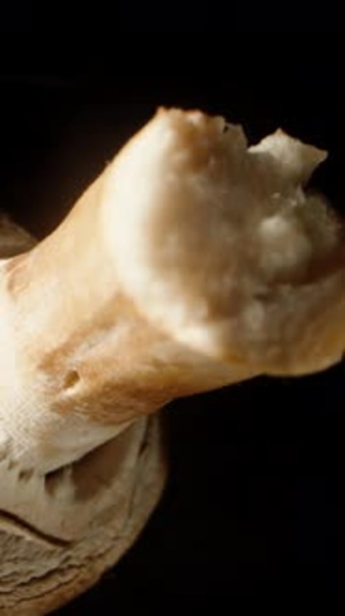 Mushroom Rotating on a Black Background